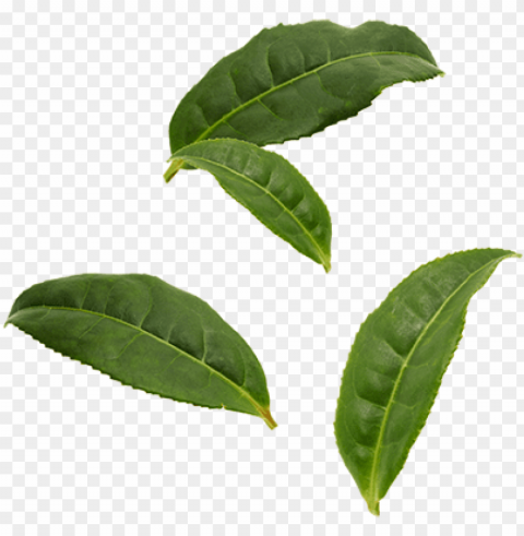 organic pu'er tea leaves - black tea leaf Free transparent background PNG