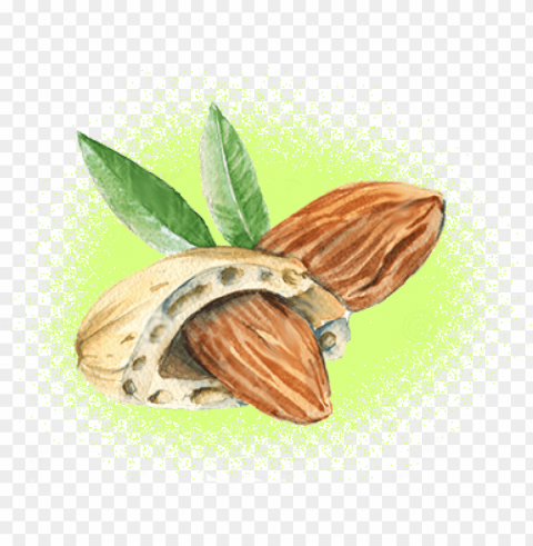 organic sweet almond oil - mandorla stilizzata ClearCut Background PNG Isolation