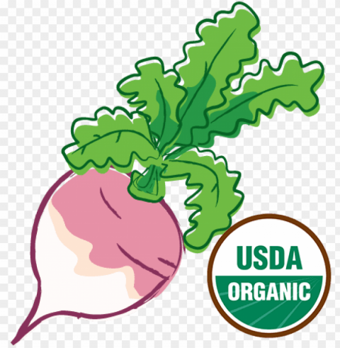 organic-turnip - alteya organics alteya's certified organic bulgaria PNG Graphic with Isolated Transparency