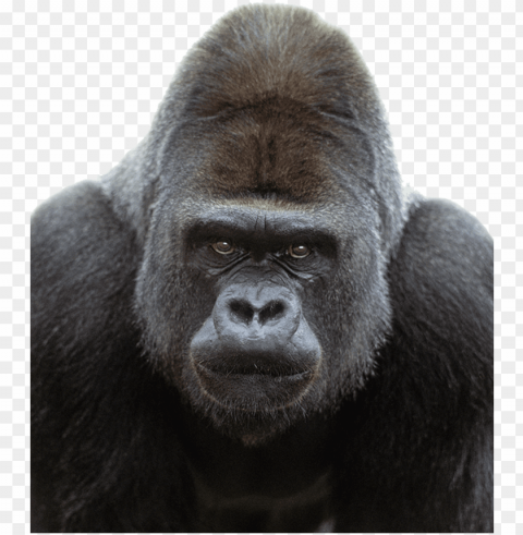 orilla transparent image - gorilla frontal High-resolution PNG images with transparency