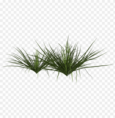 ornamental grass - arbusto PNG Isolated Illustration with Clear Background