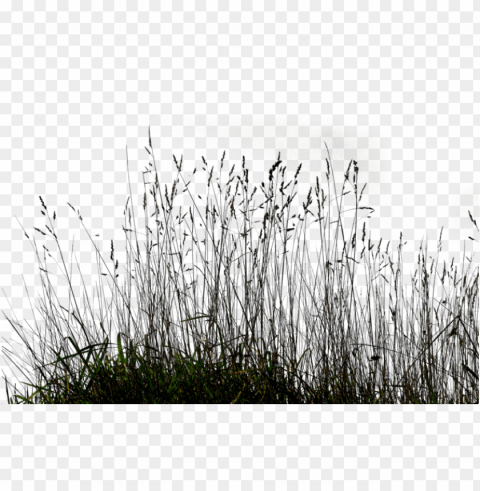 ornamental lawn clip art - long grass PNG cutout