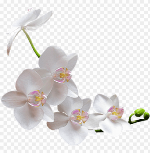 orquídea blanca - white orchid background High-resolution transparent PNG files