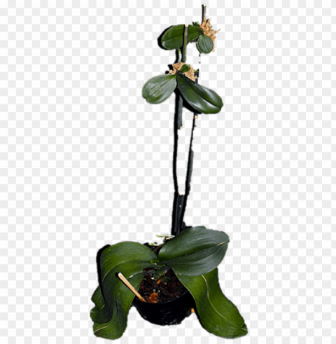 orquidea phalaenopsis como fazer mudas Isolated Graphic on Clear Transparent PNG