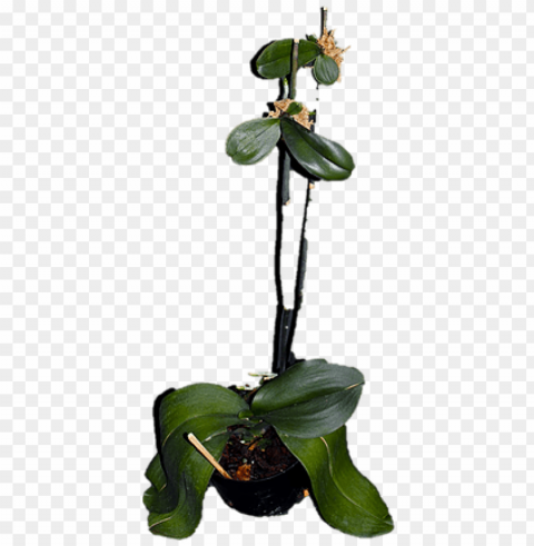 orquidea phalaenopsis como fazer mudas Isolated Graphic on Clear Transparent PNG PNG transparent with Clear Background ID 992ef155