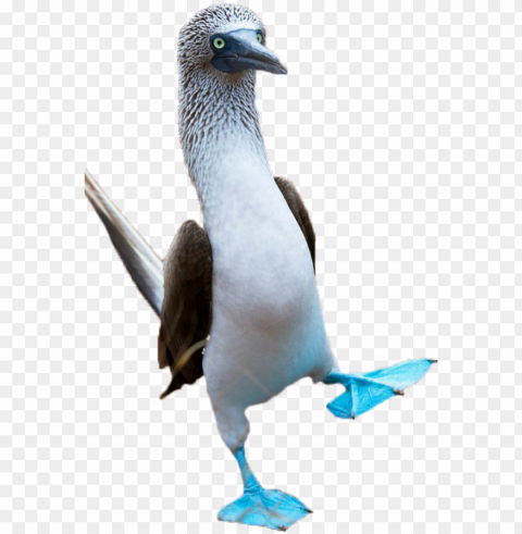 orth seymour island galapagos the birds move with - blue footed booby Isolated Subject with Clear Transparent PNG