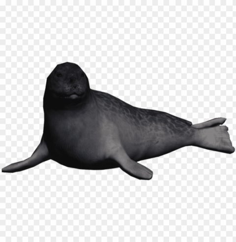 ortrait seal ringed seal - california sea lio PNG images for graphic design PNG transparent with Clear Background ID 6c931959