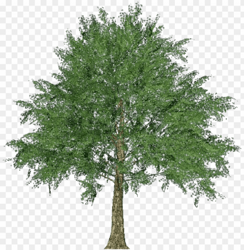 orway maple tree clipart Isolated Artwork on HighQuality Transparent PNG PNG transparent with Clear Background ID 5bfe33ca