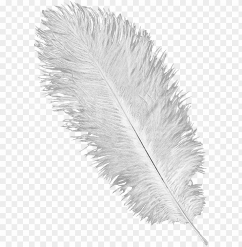 ostrich feathers - ostrich feather Clear PNG pictures compilation PNG transparent with Clear Background ID 7222e9fd