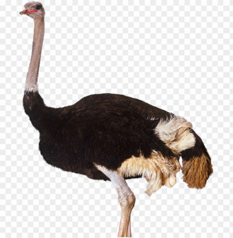 ostrich clipart - ostrich Transparent picture PNG