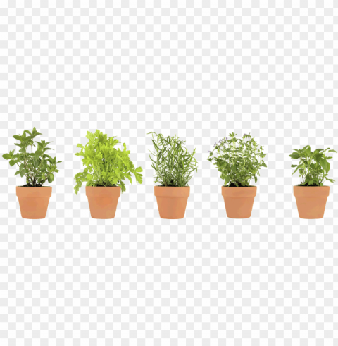 ots of herbs - herb PNG objects