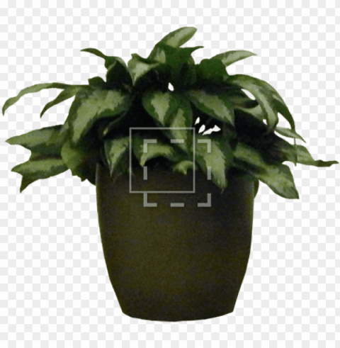 otted house plant - potted plant photosho Isolated PNG Graphic with Transparency