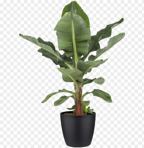 otted plant banana plant - bananenplant kope PNG Graphic with Transparency Isolation