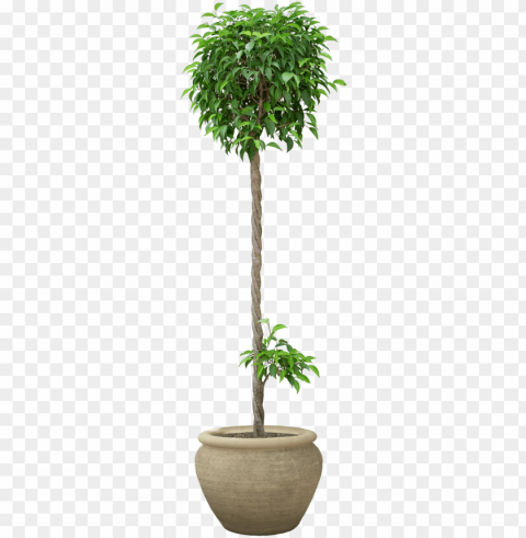 otted plant - plants HighQuality PNG with Transparent Isolation