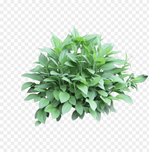 otted plants clipart shrub plant - shrub photosho Transparent Background Isolated PNG Character