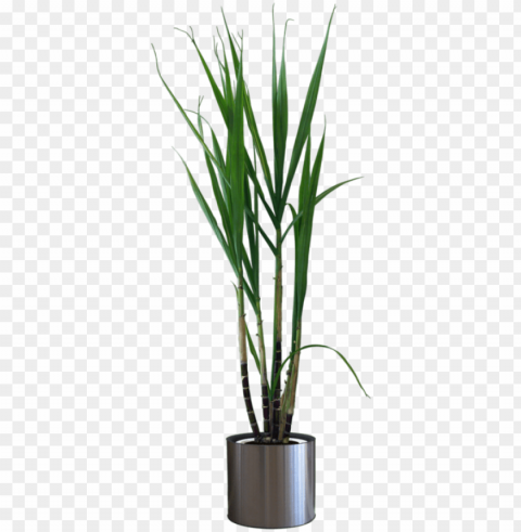 otted plants - maceta con planta Isolated Item on Transparent PNG Format