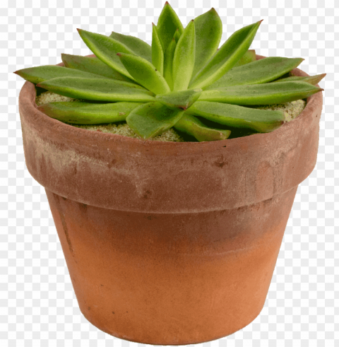 otted succulent - succulent plant PNG clear background