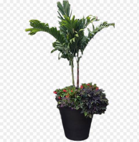 our complete line of services available in omaha and - houseplant PNG images with alpha transparency bulk