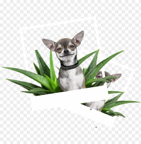 our product lines - hemingway's chihuahua collection paper planes ClearCut Background PNG Isolated Subject