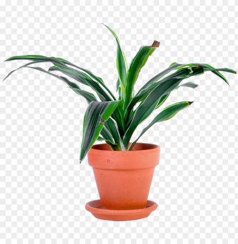 outdoor potted plants - potted plant transparent PNG file with no watermark