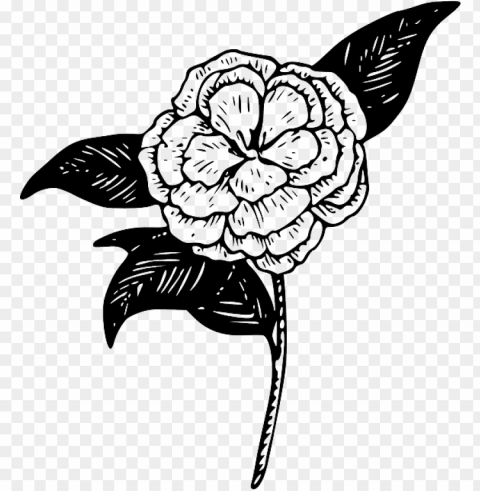 outline drawing flower plant draw garden tattoo - camellia clip art High-resolution transparent PNG images assortment