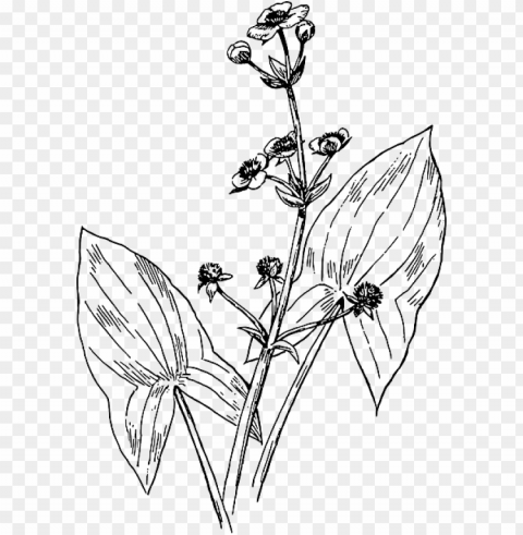 outline leaf plant arrowhead botany - broadleaf arrowhead drawi PNG for web design
