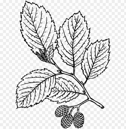 outline leaf tree branch plant vine leaves alder - red alder tree drawi Transparent Background PNG Isolated Art