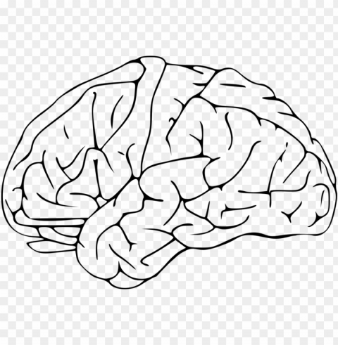 outline of the human brain drawing neuroscience - brain clipart PNG images with no background necessary