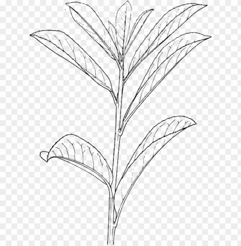 outline plants plant laurel bush shrub shrubs - outline of a plant Transparent PNG Isolated Object with Detail