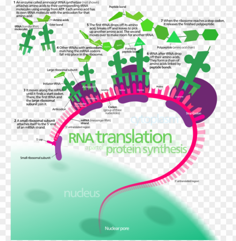 overview of the translation of eukaryotic messenger PNG images with alpha transparency selection PNG transparent with Clear Background ID 7c23a0bc