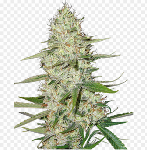 ower plant feminized cannabis seeds - weed plants PNG transparent images mega collection