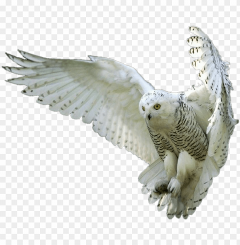 owl PNG pictures with no background required PNG transparent with Clear Background ID 3c6ab2a2