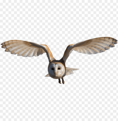 owl flying hd - barn owl Transparent PNG stock photos PNG transparent with Clear Background ID 3cd9ab06