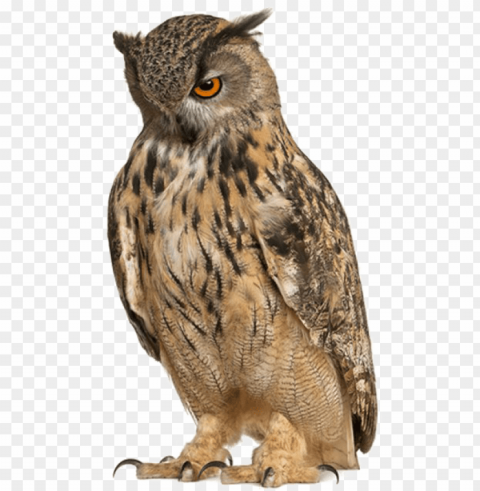 owl free image - owl with pointy eyebrows PNG graphics with alpha channel pack
