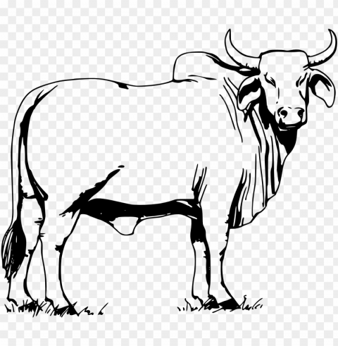 ox drawing photo - brahma bull PNG images with alpha transparency free