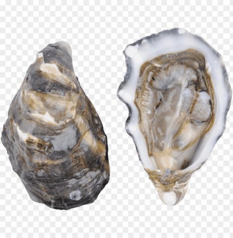 oysters - pacific oyster Clear PNG pictures compilation