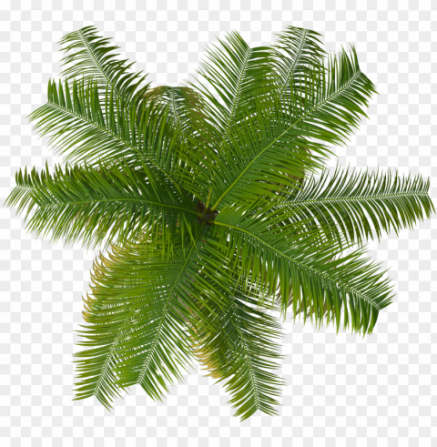 palm tree top- palm tree top view Clear Background PNG Isolated Design