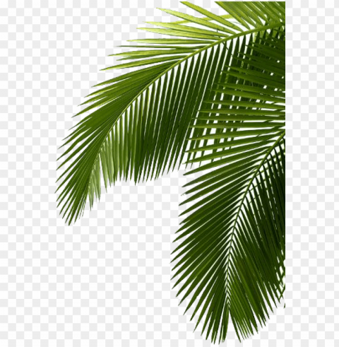 palm treefreephoto - green palm tree leaves Clean Background Isolated PNG Object