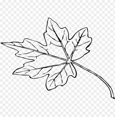 papaya leaf black and white PNG transparent images for social media