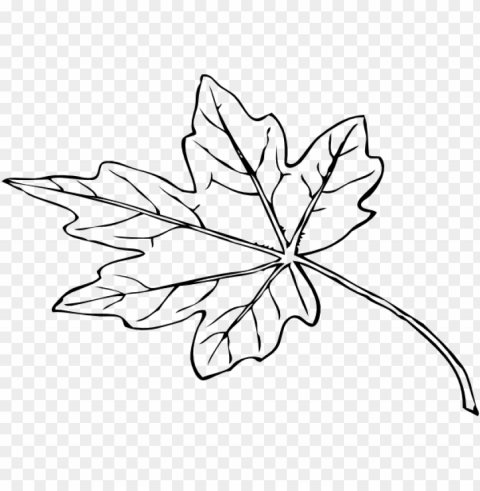 papaya leaf black and white PNG transparent images for social media PNG transparent with Clear Background ID 3ef9c8bc