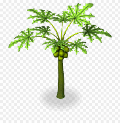 papaya tree Clear PNG pictures free