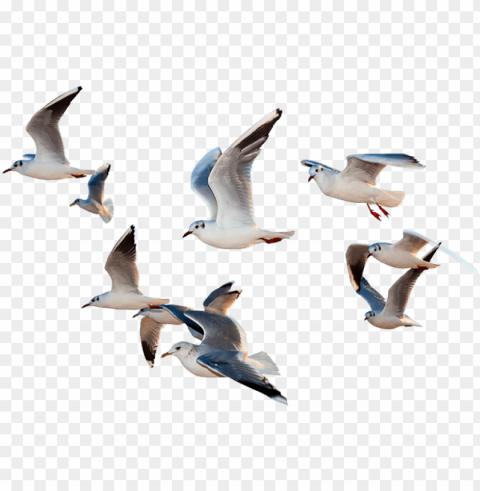 Paragraph Of I Would Be A Bird PNG Images With No Limitations
