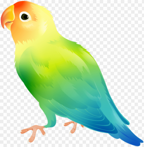 parakeet High-resolution transparent PNG images variety PNG transparent with Clear Background ID b801b170