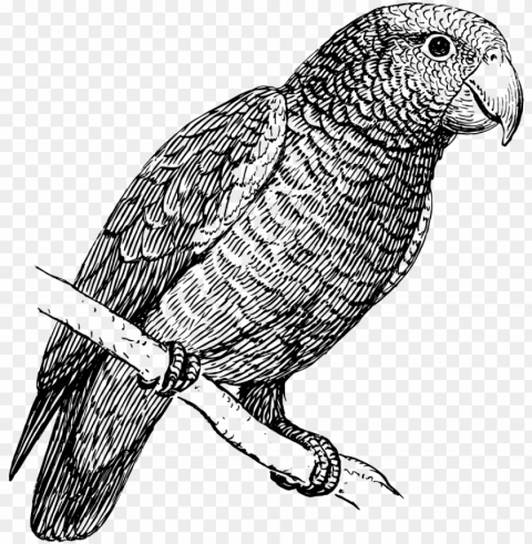 parrot bird black and white Clear background PNG images diverse assortment