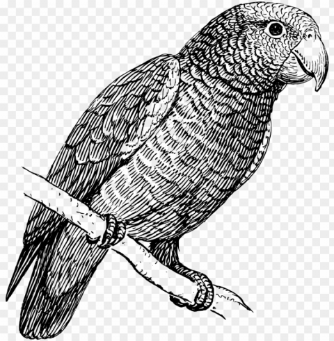 Parrot Bird Black And White Clear Background PNG Images Diverse Assortment