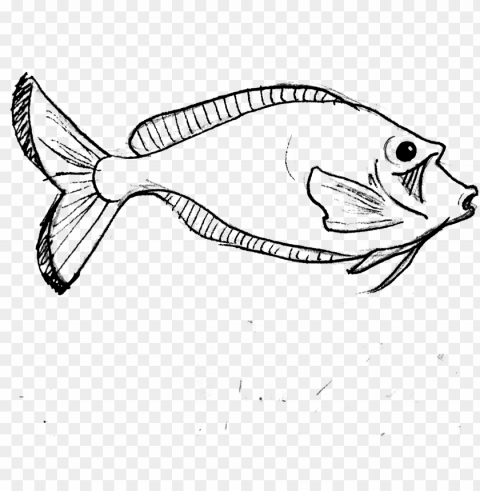 parrot fish line art Isolated Character in Clear Transparent PNG