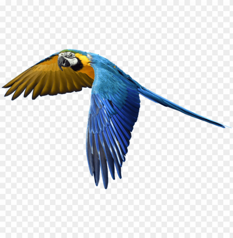 parrot flying in the sky Isolated Object on Transparent Background in PNG