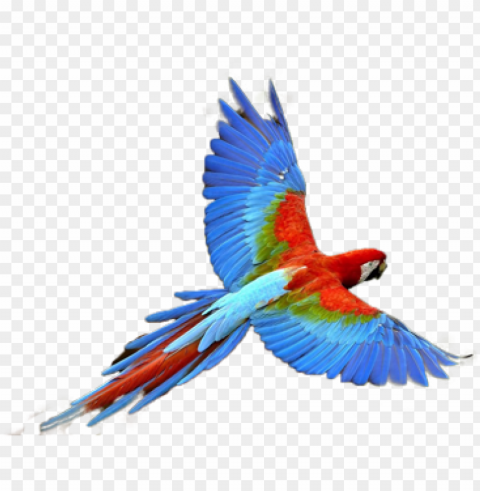 parrot transparent ClearCut Background PNG Isolation