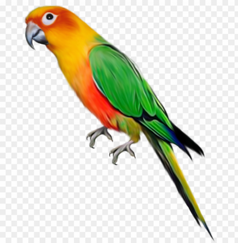 parrot Isolated Artwork on HighQuality Transparent PNG