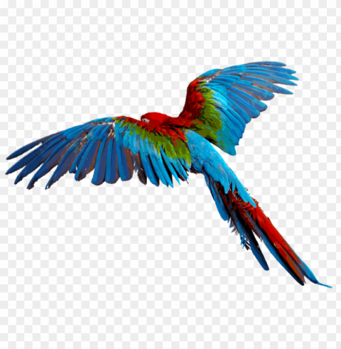 parrot transparent background PNG files with alpha channel assortment